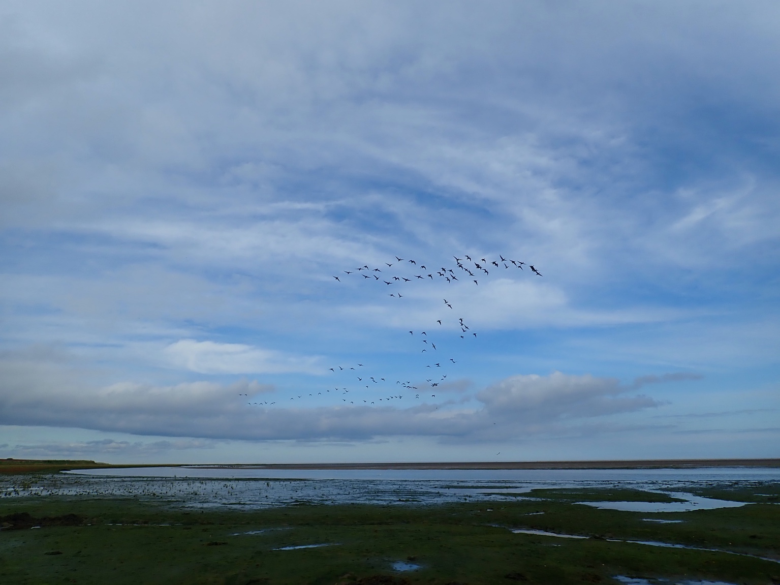 2012-2015, Jon Ford Environmental Ltd., Westermost Rough, Ornithological Surveys